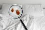 Comment éviter l'arrivée des punaises de lit&nbsp;?