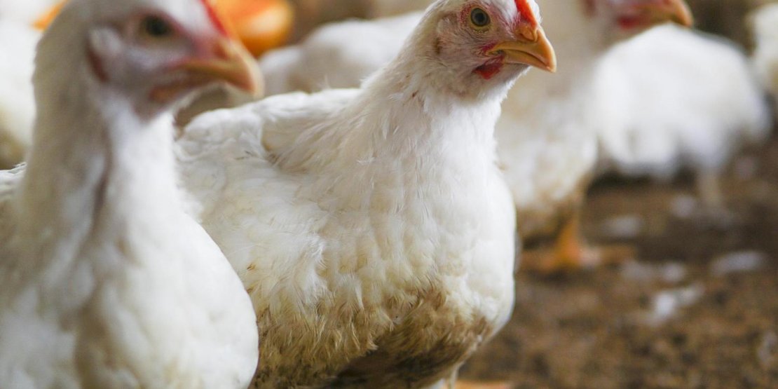 Nettoyeur haute pression pour bâtiment aviculture