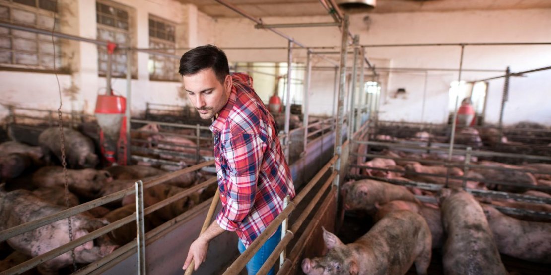 Nettoyeur haute pression pour bâtiment porcin